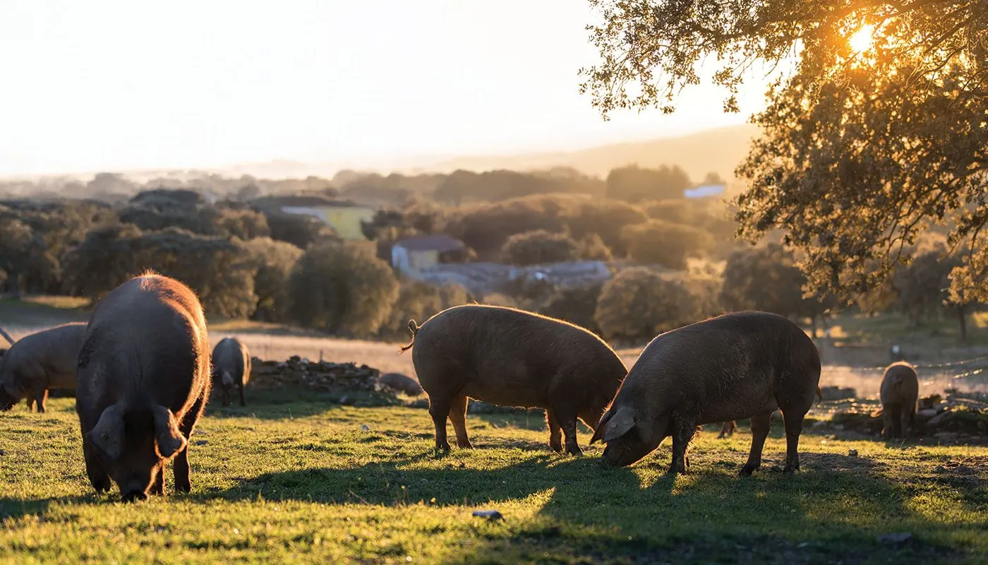 Porcs élevés en plein air en Vendée
